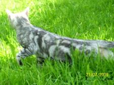 Czy srebrny kot bengalski jest mniej bengalski niż brązowy?