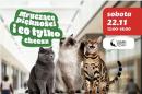 Pokaz kotów rasowych w Centrum Handlowym Auchan Sosnowiec