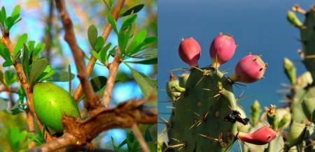 drzewo arganowe i opuncja figowa