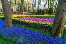 W Stambule rozpoczyna się słynny festiwal tulipanów