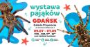 Wystawa pająków w Galerii Przymorze