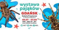 Wystawa pająków w Galerii Przymorze