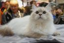 Pokaz Kotów Rasowych i inne kocie atrakcje w Pasażu Łódzkim