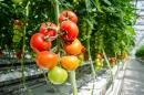 Owoce i warzywa z domowego ogrodu – zainwestuj w szklarnię!
