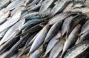 PAULA FISH - przedsiębiorstwo z branży przetwórstwa ryb - optymalizuje procesy i zwiększa efektywnoś