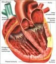 Zadbaj o serce nim będzie za późno