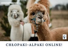 Spotkania online z Alpakami z Ośrodka Koparka