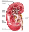 Nowy lek na raka nerki