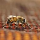 Pszczoły zadbają o nasze zdrowie