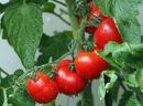 Pomidor Roma