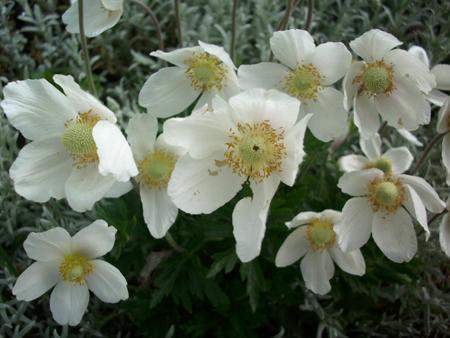 Białwe kwiaty