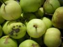 Zielone jabłka