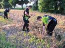 Nietypowe żniwa pod marketem. Policjanci zbierali konopie