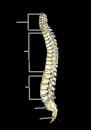 Czy kręgosłup jest idealnie prostą rurą?