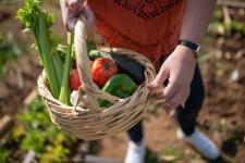Jak uprawiać warzywa polowe we własnym ogrodzie?