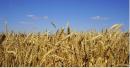 KSG Agro: udane żniwa i wzrost eksportu zbóż