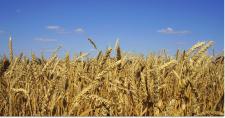 KSG Agro: udane żniwa i wzrost eksportu zbóż