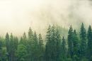 Fototapeta las we mgle – doskonałe rozwiązanie do każdego pomieszczenia!