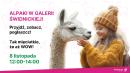 Alpaki zawitają do Galerii Świdnickiej