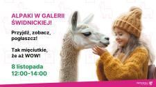 Alpaki zawitają do Galerii Świdnickiej