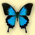 logo: Motyle